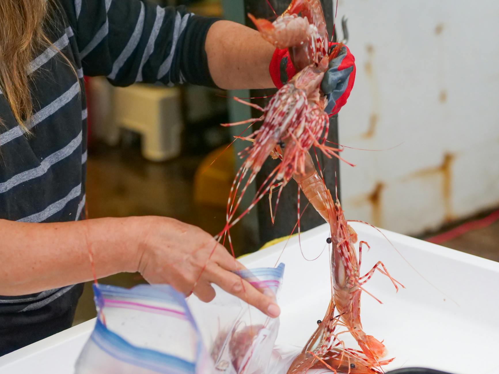 The Multiplier Effect: Why Reinvestment and Recruitment Are Your Shrimp Business’s Greatest Assets